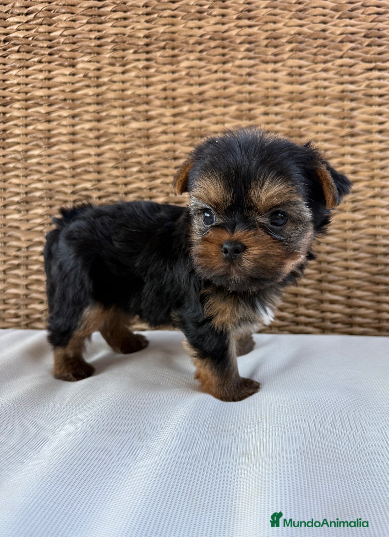 Yorkshire Terrier perros maravilloso Yorkshire Terrier  - Anuncio 11
