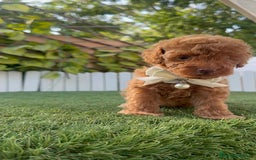 Caniche Toy perros en venta: CANICHE TOY EN SEVILLA, ENVIO A TODA ESPAÑA - Imagen 8
