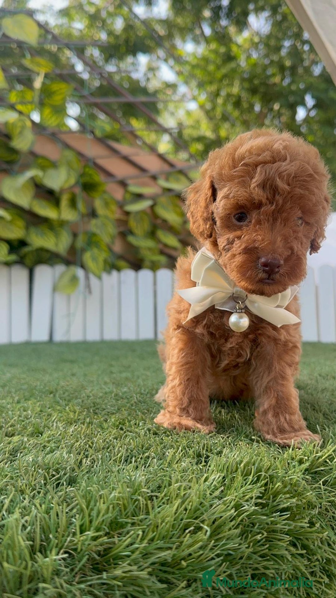 Caniche Toy perros en venta: CANICHE TOY EN SEVILLA, ENVIO A TODA ESPAÑA - Imagen 8
