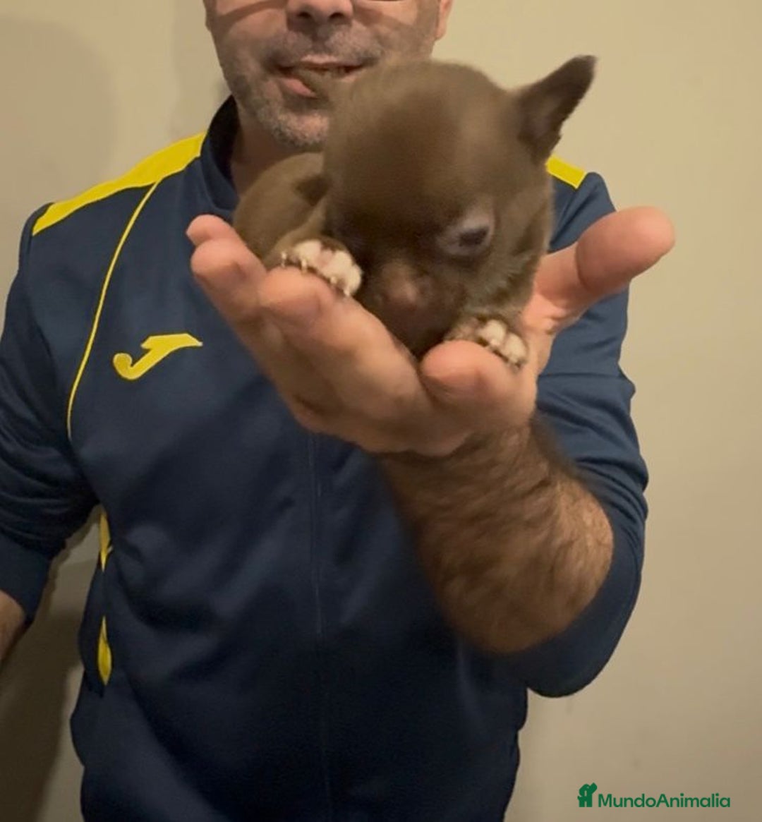 Chihuahua perros en venta: Chihuahua MICRO chocolate  - Anuncio 2