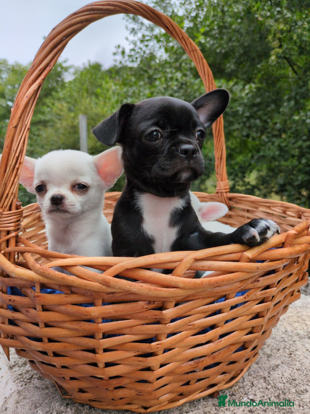 Chihuahua perros en venta: Chihuahuas toy cabeza de manzana - Imagen 23