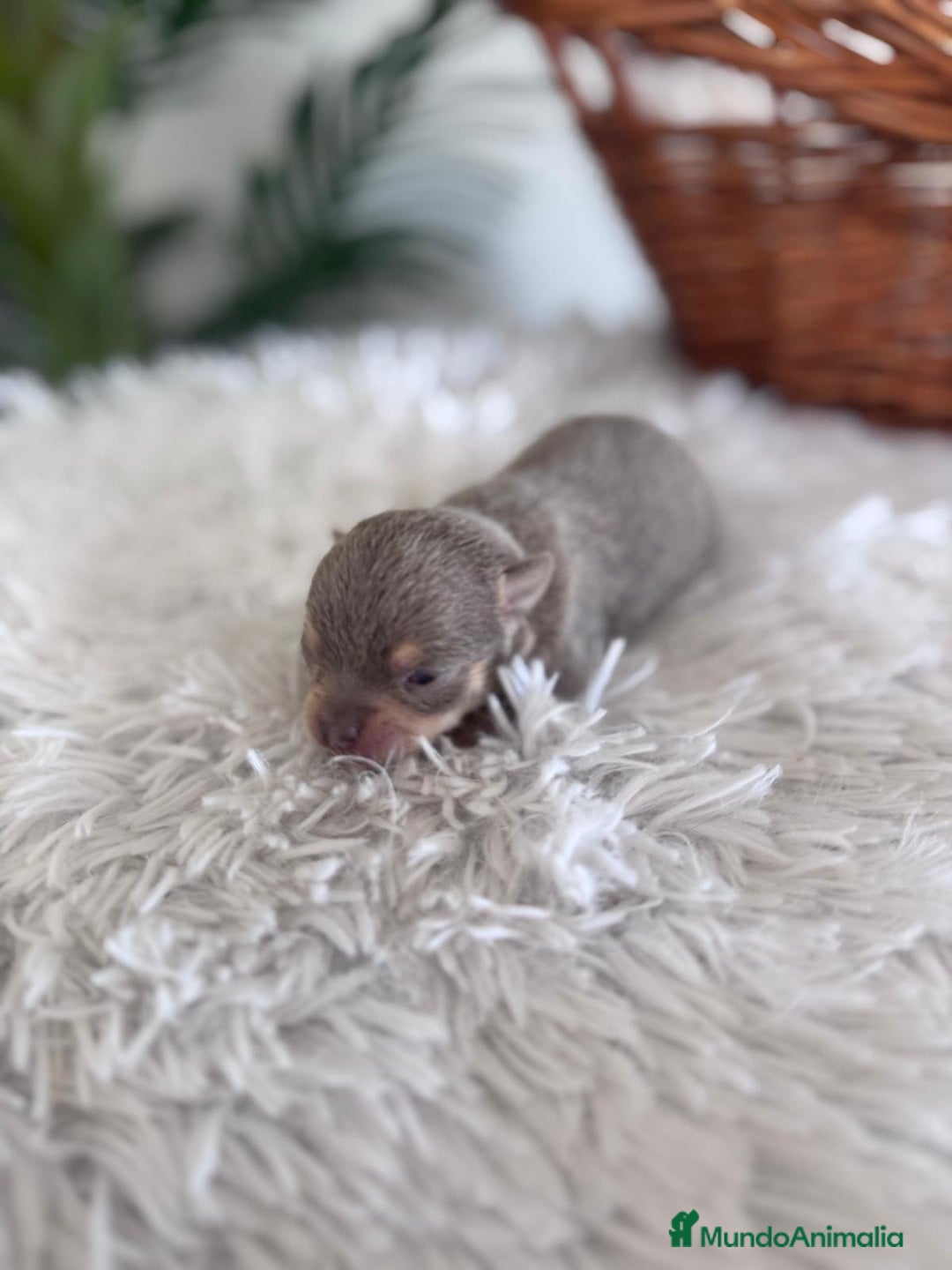 Chihuahua perros en venta: CHIHUAHUA LILAC AND TAN MACHO - Imagen 9