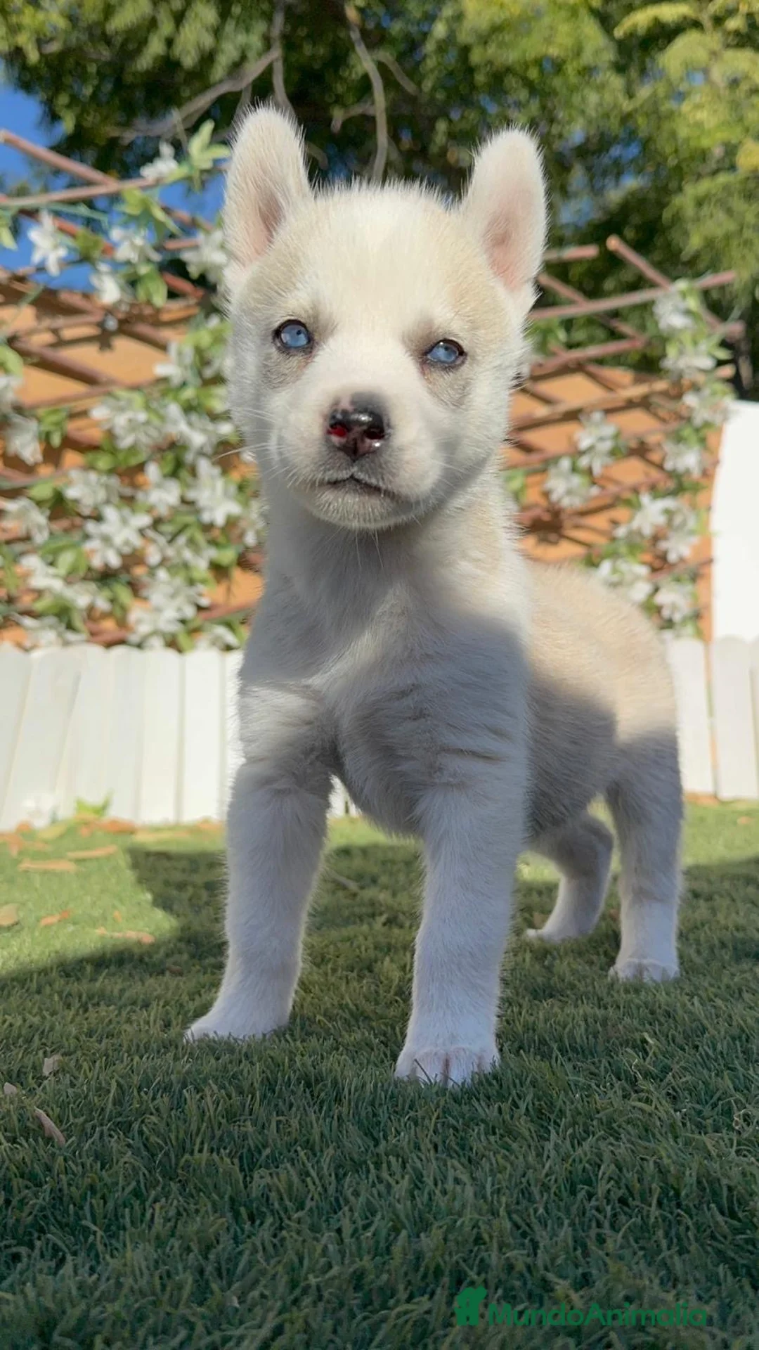 Husky Siberiano perros en venta: HUSKY SIBERIANO - HEMBRAS - Anuncio 2