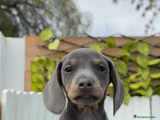 Teckel Miniatura perros TECKEL MINIATURA BLUE - Anuncio 1