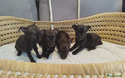 Chihuahua perros en venta: Chihuahua mini cabeza manzana - Imagen 5