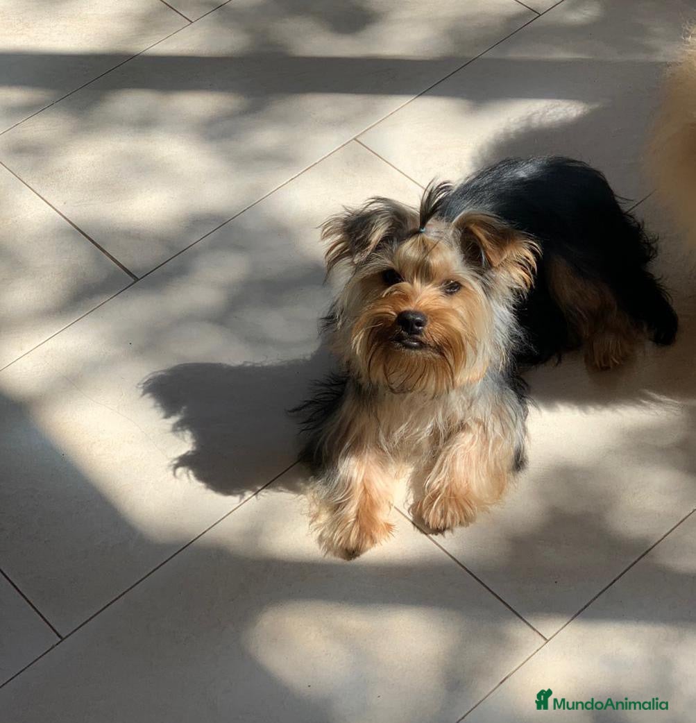 Yorkshire Terrier perros Macho Yorkshire🐾 - Anuncio 14