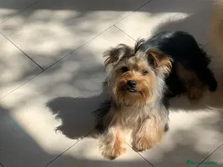 Yorkshire Terrier perros Macho Yorkshire🐾 - Anuncio 14
