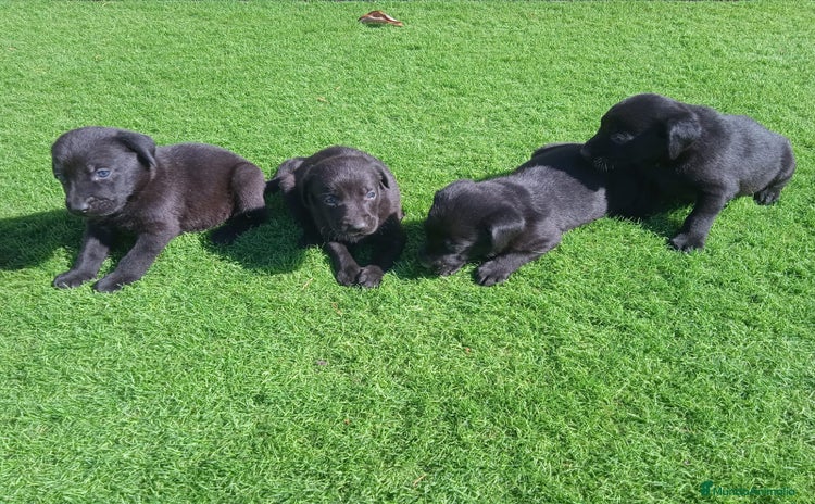 Labrador Retriever perros - Anuncio 2