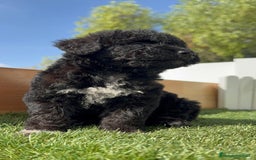 Perro de Agua Español perros en venta: PERRO DE AGUA ESPAÑOL HEMBRA - Imagen 14