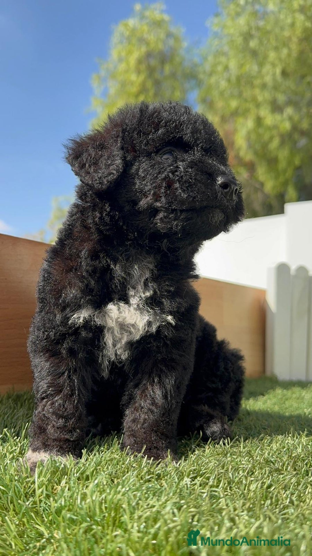 Perro de Agua Español perros en venta: PERRO DE AGUA ESPAÑOL HEMBRA - Imagen 14