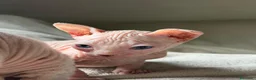 Sphynx gatos en venta: Camada Sphynx blanco - Anuncio 5