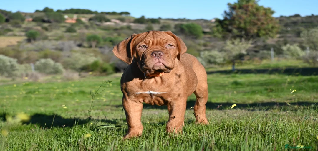 Imagen de galería {{count}}