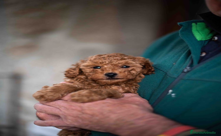 Caniche Toy perros - Anuncio 1
