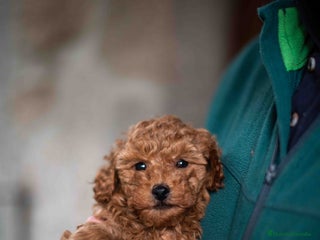 Caniche Toy perros - Anuncio 24