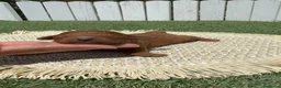 Caniche Toy perros en venta: CANICHE TOY - Anuncio 9
