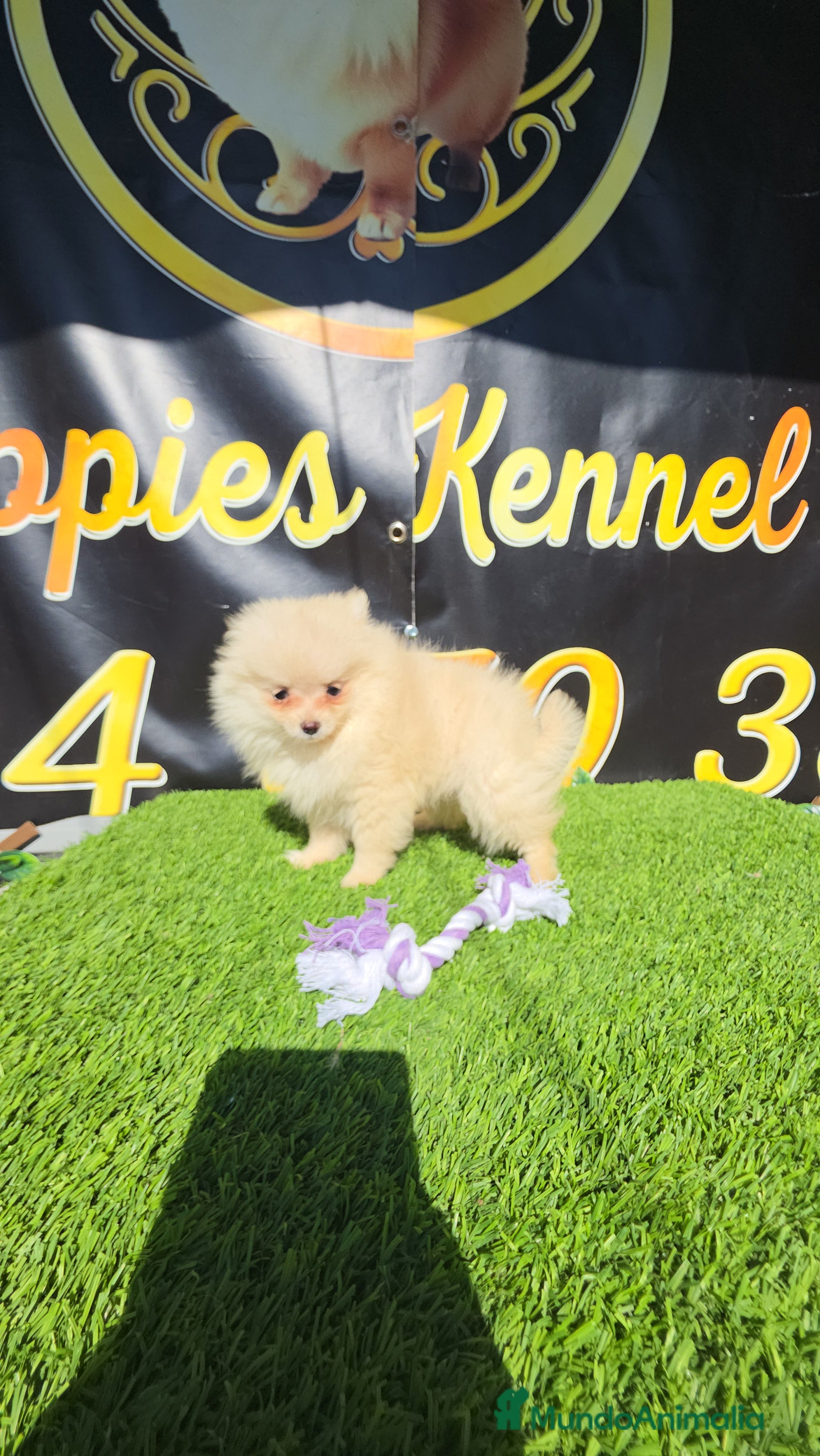 Pomerania perros Pomerani teacup - Anuncio 4