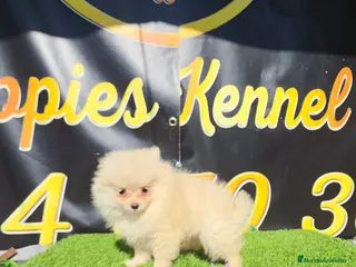 Pomerania perros Pomerani teacup - Anuncio 4