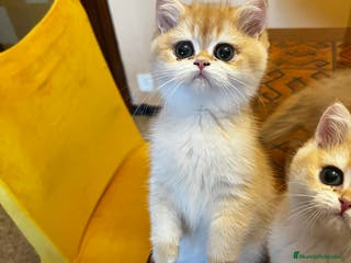 Británico de Pelo Corto gatos British shorthair golden chinchilla - Anuncio 1