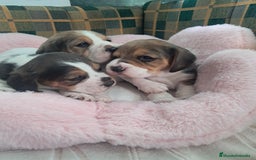 Beagle perros en venta: Bebés Beagles  - Imagen 2