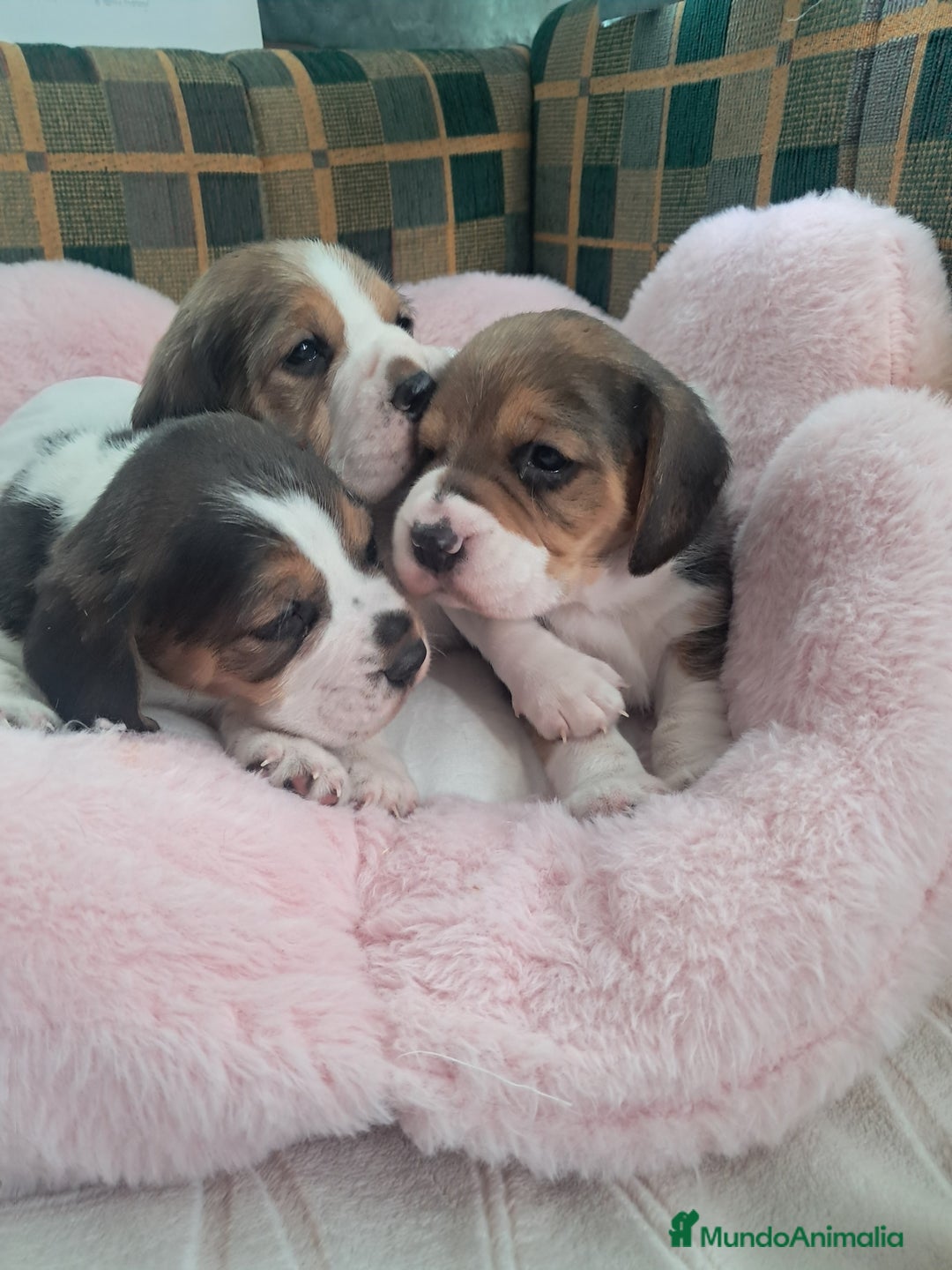 Beagle perros en venta: Bebés Beagles  - Imagen 2