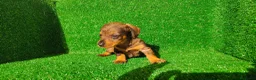 Teckel Miniatura perros en venta: Teckel miniatura  - Anuncio 14
