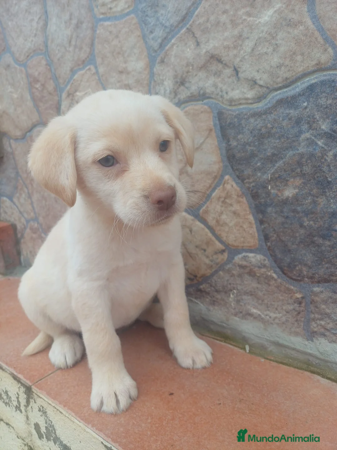 Labrador Retriever perros en venta: Últimos labradores disponibles  - Anuncio 1