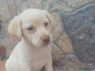 Labrador Retriever perros Últimos labradores disponibles - Anuncio 2