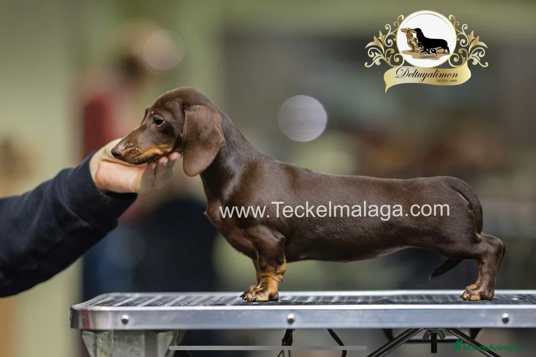 Teckel perros en venta: Hembra kaninchen muy pequeña  - Anuncio 2