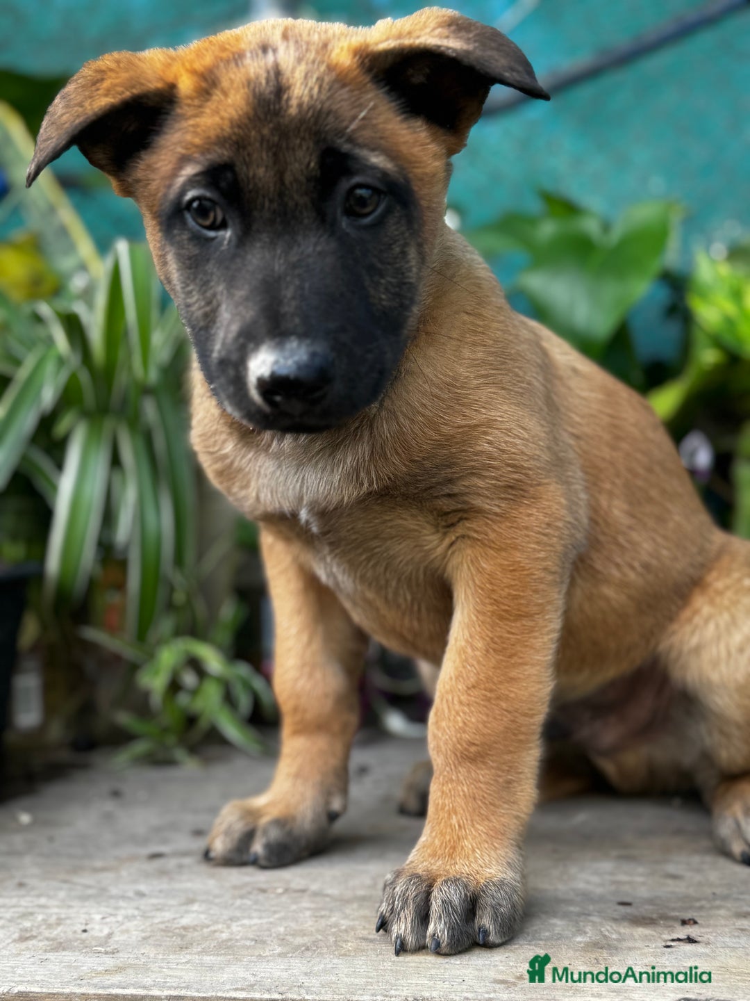 Pastor Belga Malinois perros en venta: Pastor Belga Malinois - Anuncio 9