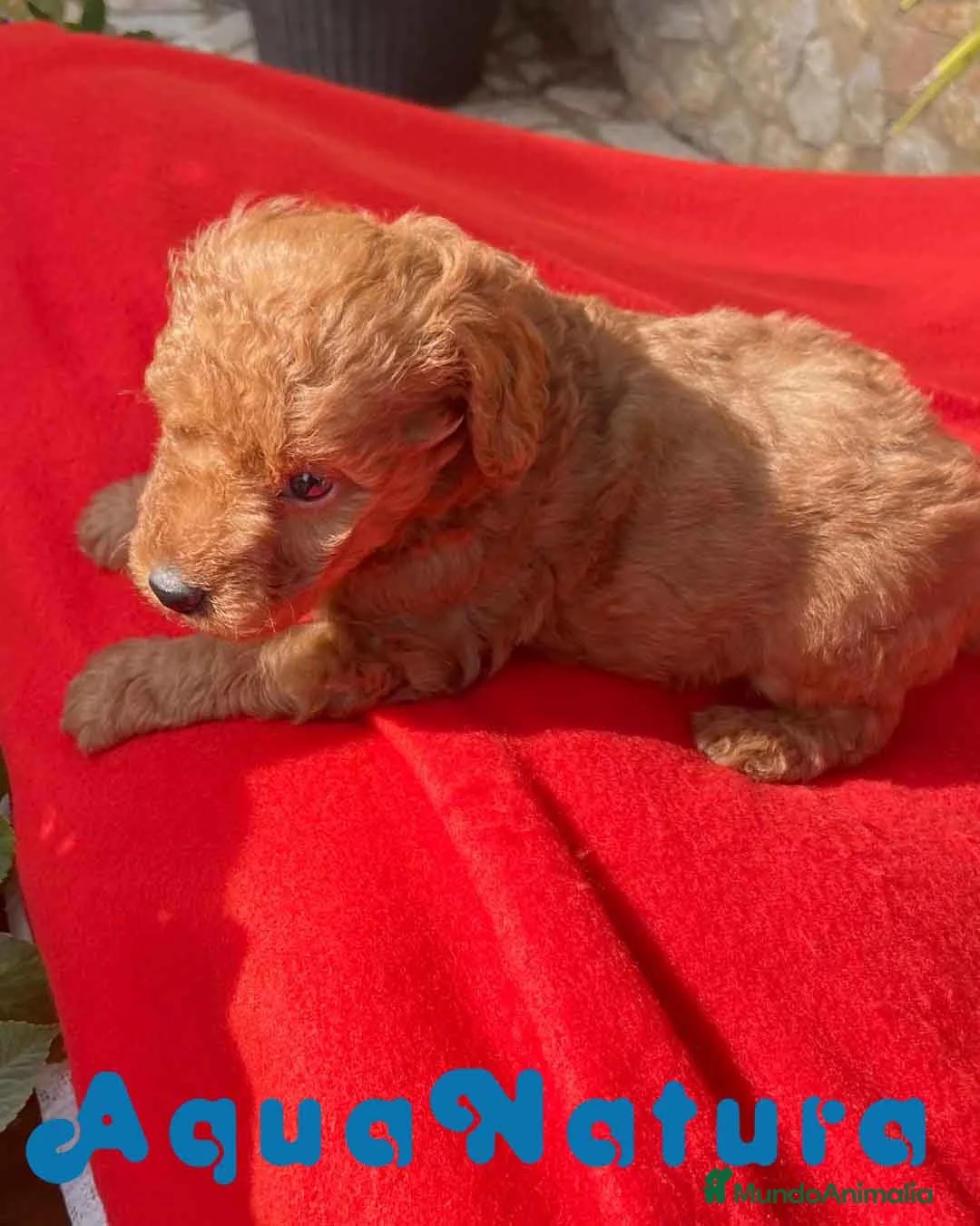 Caniche Toy perros en venta: Caniche Macho 7352 de Camila - AQUANATURA en Barcelona - Anuncio 5