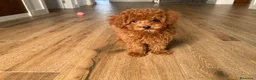 Maltipoo perros en venta: Maltipoo toy - Anuncio 1