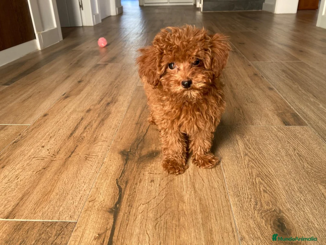 Maltipoo perros en venta: Maltipoo toy - Anuncio 1
