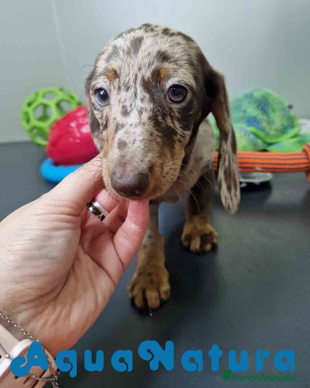 Teckel Miniatura perros en venta: Teckel Hembra 4447 DCD AQUUANATURA - Imagen 2