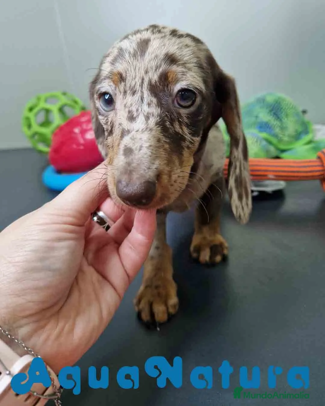 Teckel Miniatura perros en venta: Teckel Hembra 4447 DCD AQUUANATURA - Anuncio 2