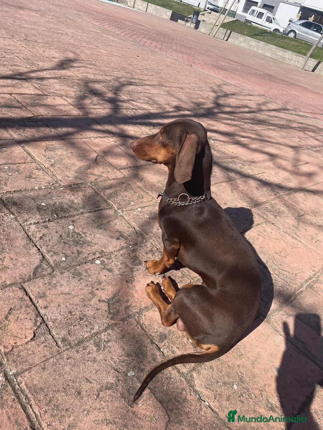 Teckel perros para monta: Teckel chocolate mini para montas en Sevilla - Anuncio 3