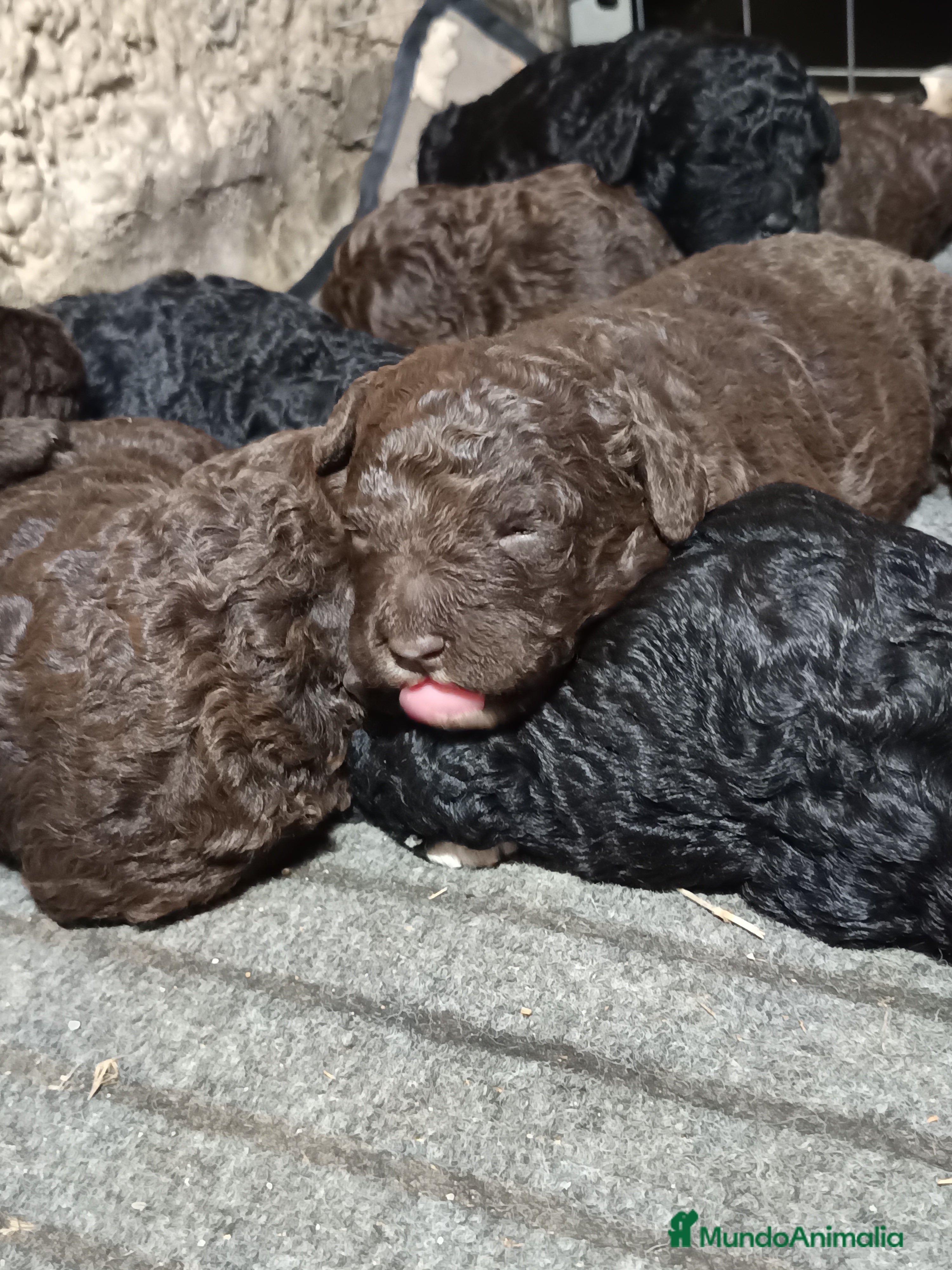 Perro de Agua Español perros Perro de agua  - Anuncio 1