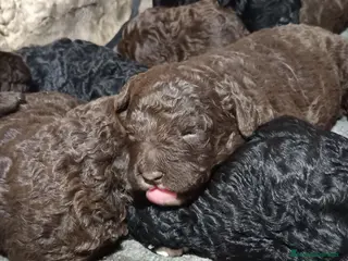 Perro de Agua Español perros Perro de agua - Anuncio 4