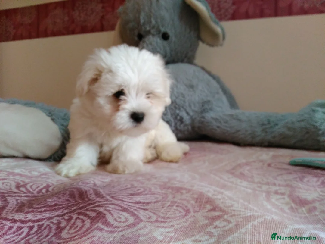Bichón Maltés perros en venta: preciosos bichon maltes toy - Anuncio 7