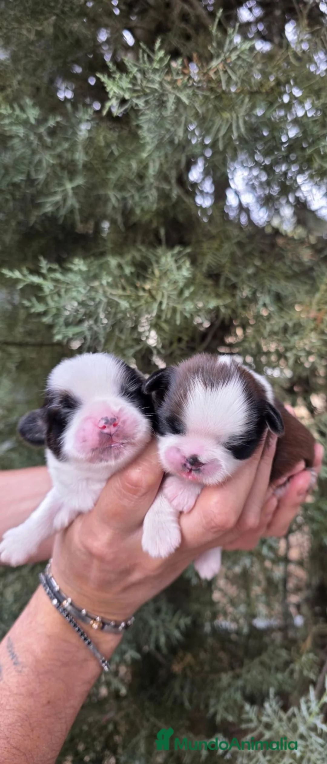 Shih Tzu perros en venta: Shih tzu - Anuncio 1