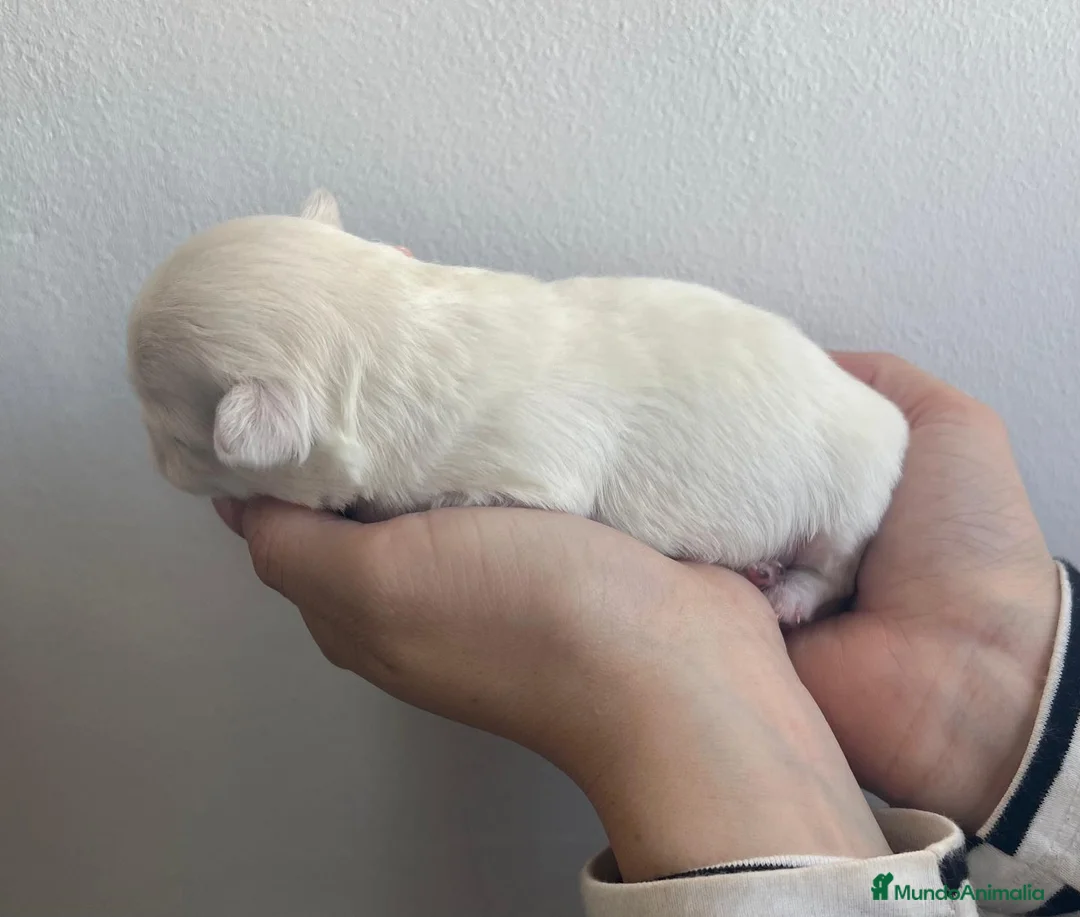 Chihuahua perros en venta: Chihuahua macho y hembra minitóy. - Anuncio 2