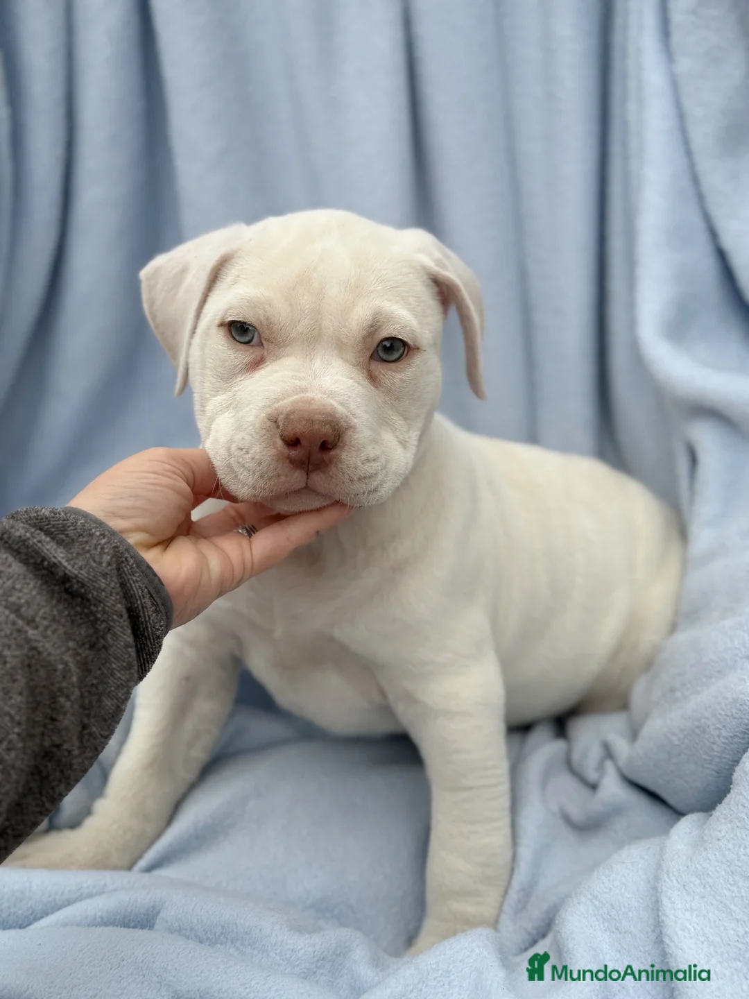American Staffordshire-Terrier perros en venta: Hembras American Stafford Blanca’s  - Anuncio 1