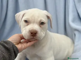 American Staffordshire-Terrier perros Hembras American Stafford Blanca’s - Anuncio 2