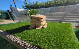 Maltipoo perros en venta: Maltipoo divinos  - Imagen 4