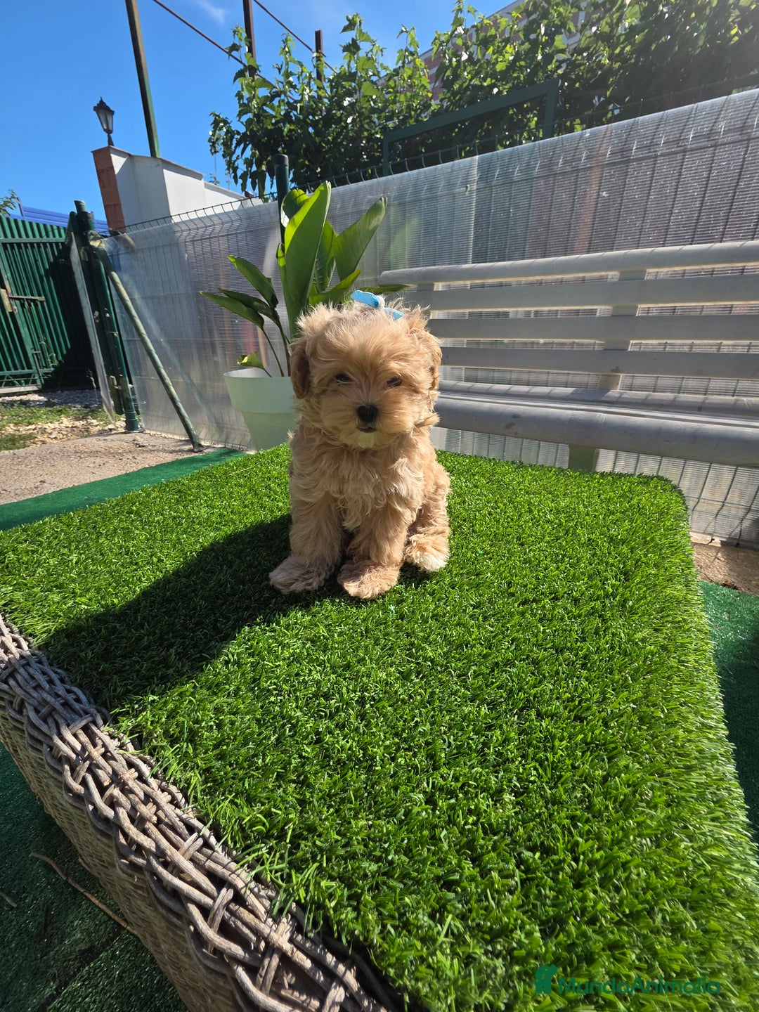 Maltipoo perros en venta: Maltipoo divinos  - Imagen 4