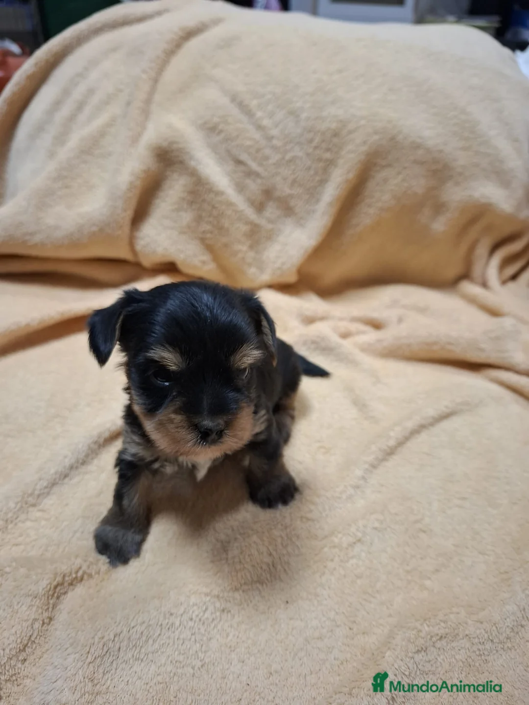 Yorkshire Terrier perros en venta: Disponibles Yorkshire Toy para entregar - Anuncio 2