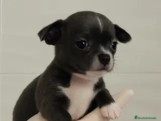 Chihuahua perros Chihuahua mini - Anuncio 32