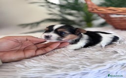 Yorkshire Terrier perros en venta: YORKSHIRE BIEWER - Anuncio 8