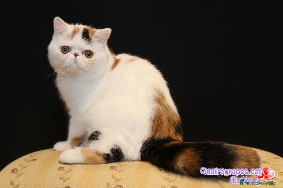 Exótico de Pelo Largo gatos en venta: Gatita exotica  - Anuncio 2