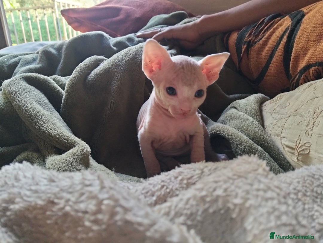 Sphynx gatos en venta: Preciosa camada Sphynx  - Imagen 5