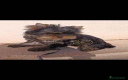 Yorkshire Terrier perros en venta: Yorkshire terrier macho  - Imagen 3